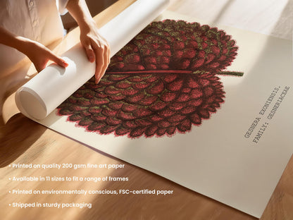 Gesnera Exoniensis Leaf Print