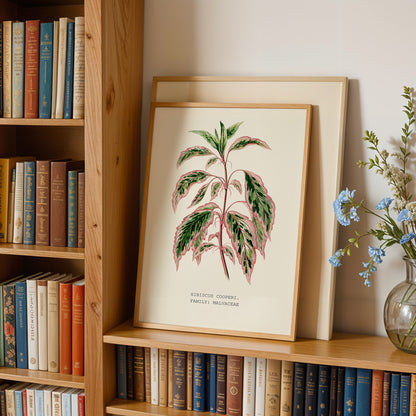 Variegated Hibiscus Print