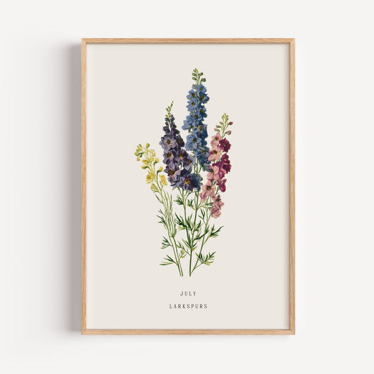 July Larkspur Birth Flower Print