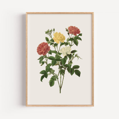 June Rose Birth Flower Print