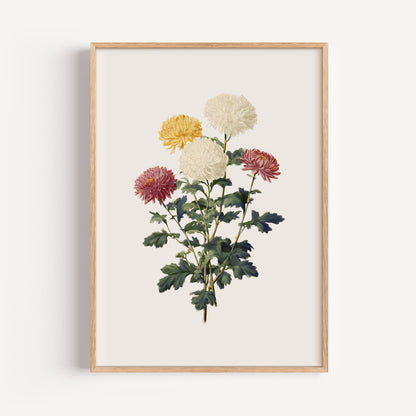 November Chrysanthemum Birth Flower Print