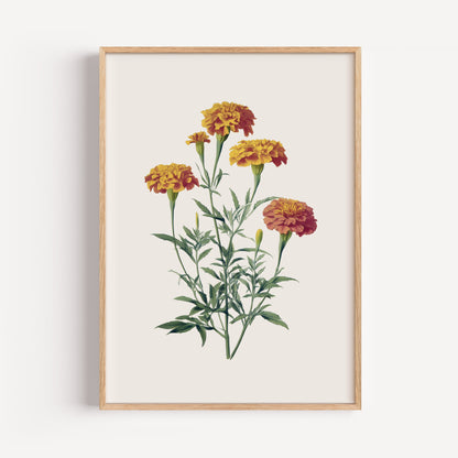 October Marigold Birth Flower Print