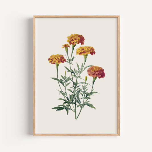 October Marigold Birth Flower Print
