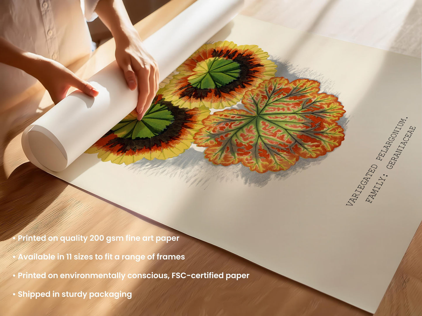 Variegated Pelargonium Print