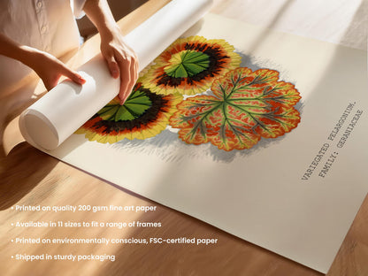 Variegated Pelargonium Print