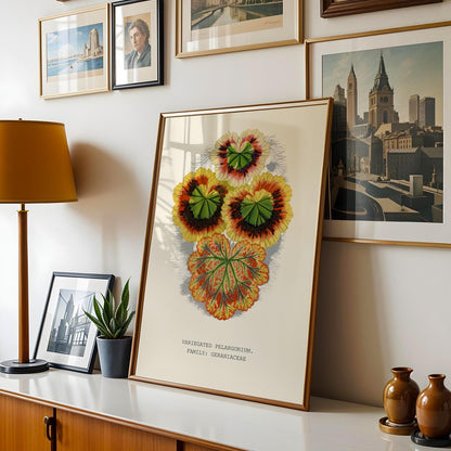 Variegated Pelargonium Print