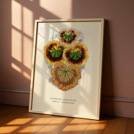 Variegated Pelargonium Print