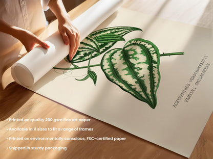 Smilax Botanical Print