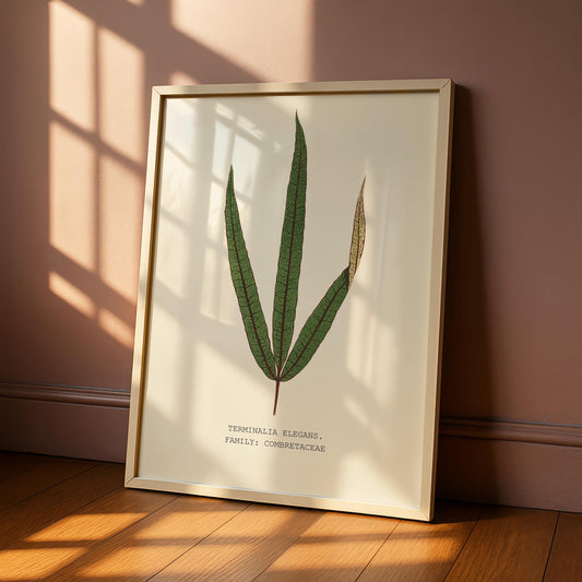 Terminalia Elegans Print