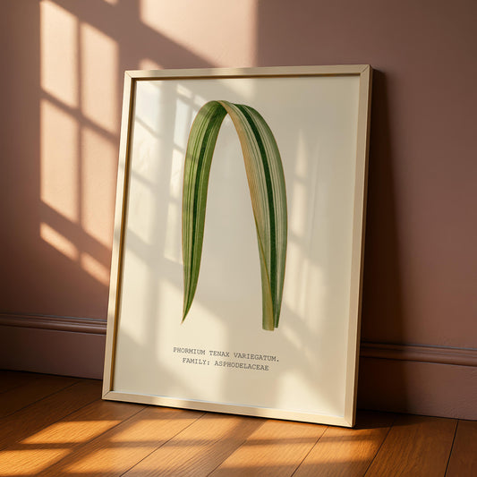 New Zealand Flax Print