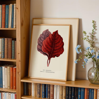 Red Amaranth Botanical Print