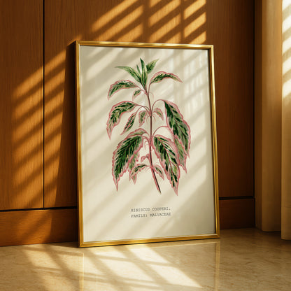 A framed botanical illustration of a hibiscus plant is displayed on a wooden wall, with sunlight casting shadows on the floor.