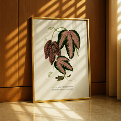 A framed botanical illustration of a plant with large, colorful leaves is displayed on a wooden wall, with sunlight streaming in from a window behind it.